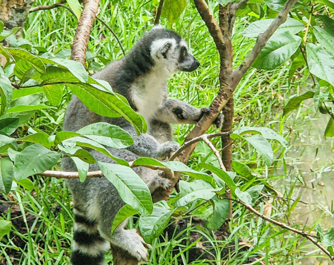 Ein Ringelschwanzlemur im Lemuria-Park: in Halbfreiheit, aber ganz in seiner Welt. Nur auf Madagaskar zu finden und nirgendwo sonst auf der Erde. Ein Ringelschwanzlemur im Lemuria-Park: in Halbfreiheit, aber ganz in seiner Welt. Nur auf Madagaskar zu finden und nirgendwo sonst auf der Erde.