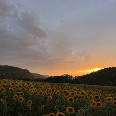 Linus Schaepman lichtet auf dem Dietisberg ein Sonnenblumenfeld an einem Sommerabend ab. 