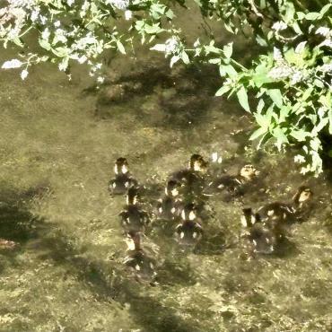 Eugen Schwarz fotografiert eine Entenmutter mit ihren acht Kindern in der Frenke in Oberdorf.