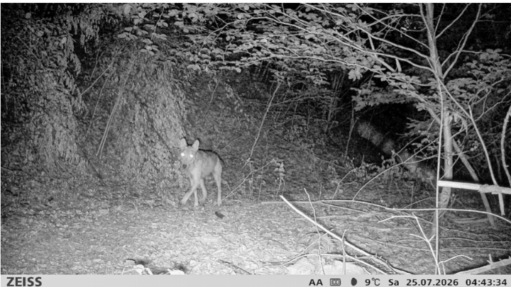 Der «Seltisberger» Wolf wurde am frühen Samstagmorgen von einer Wildtierkamera aufgenommen. Bild zvg / Jagdgesellschaft Buechhalden, Seltisberg