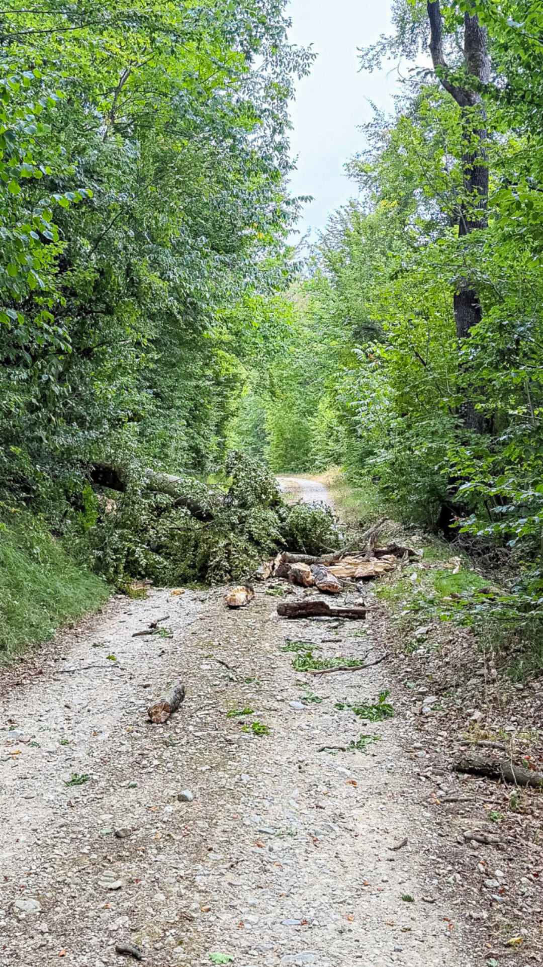 Dieser Baum ist vor Kurzem auf einen Wanderweg in Itingen gefallen. Die Dürre erhöht die Verletzungsgefahr für Spaziergänger. Bild zvg Dieser Baum ist vor Kurzem auf einen Wanderweg in Itingen gefallen. Die Dürre erhöht die Verletzungsgefahr für Spaziergänger. Bild zvg
