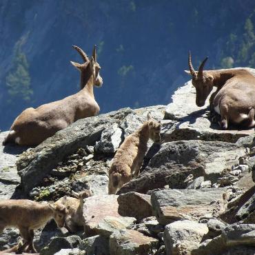 Auf einer hochalpinen Wanderung im Gebiet Mittaghorn entdeckte Beat Thommen aus Ziefen diese Mütter mit ihrem Nachwuchs. Insgesamt waren es 14 Tiere, die er eine Stunde lang beobachten konnte.