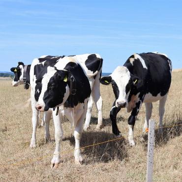 Brigitt Buser fotografiert Kühe auf einer Weide Richtung Bad Ramsach. Sie sind auf der Suche nach Gras.
