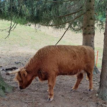 Obwohl es längst das Sommerfell trägt, sucht dieses vom Gelterkinder Fritz Häuselmann abgelichtete Yak im Tierpark Weihermätteli in Liestal den Schatten der Bäume auf.