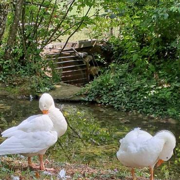 Fritz Häuselmann aus Gelterkinden fotografiert diese Gänse im Tierpark Weihermätteli in Liestal, während sie sich gründlich putzen. Kein wunder sind sie so schön weiss. 