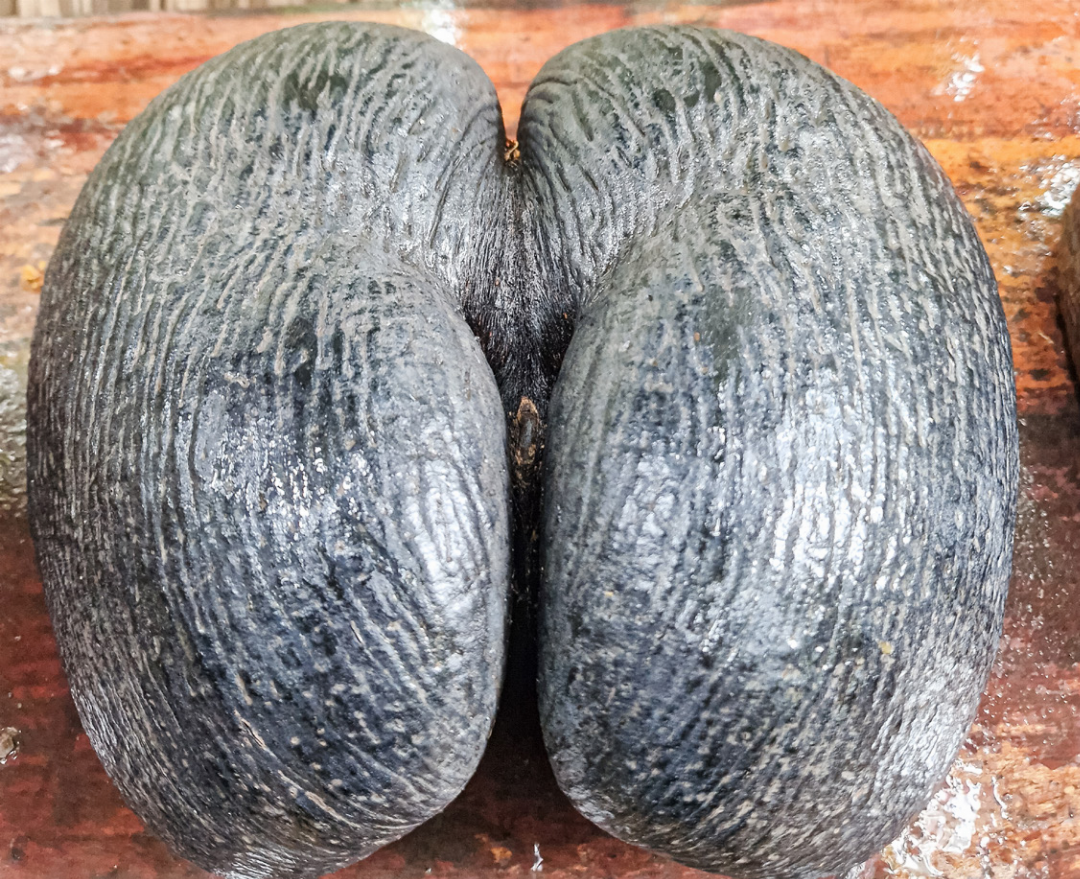 Die Coco de Mer ist die grösste Nuss der Welt. Die Coco de Mer ist die grösste Nuss der Welt.