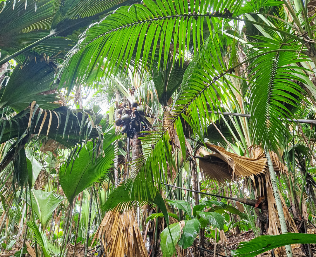 Coco-de-Mer-Palmen, wie sie seit Jahrtausenden wachsen. Coco-de-Mer-Palmen, wie sie seit Jahrtausenden wachsen.