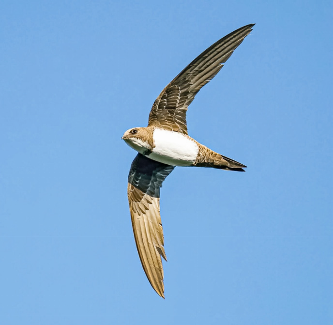 Bislang sind Alpensegler im Baselbiet wohl nicht heimisch, das könnte sich nun ändern.
Bild zvg /Vogelwarte Sempach Bislang sind Alpensegler im Baselbiet wohl nicht heimisch, das könnte sich nun ändern.
Bild zvg /Vogelwarte Sempach