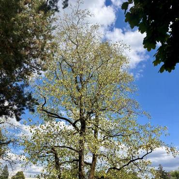 Das ist nicht ein goldener Baum im Herbst, sondern Blätterverlust im Hochsommer, wie ihn Eugen Schwarz aus Oberdorf fotografiert. 