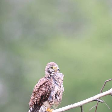 Endlich Regen! Ein Turmfalke, fotografiert von Raphael Hadorn aus Hölstein, lässt sein nasses Gefieder trocknen.