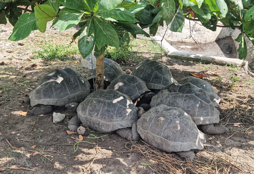 Das Leben einer Aldabra-Riesenschildkröte ist friedlich. Bilder Hanspeter Gsell Das Leben einer Aldabra-Riesenschildkröte ist friedlich. Bilder Hanspeter Gsell