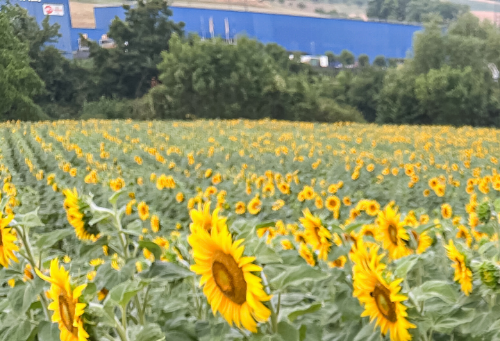 Sinnbildlich wie Sonnenblumen soll man sich dank dem Sommer-Klangkonzert dem Licht zuwenden. Bild zvg