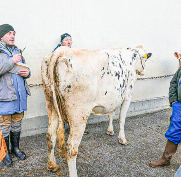 Von 2022 bis 2025 waren die Tierverkaufszahlen rückläufig. Bild Archiv vs Von 2022 bis 2025 waren die Tierverkaufszahlen rückläufig. Bild Archiv vs