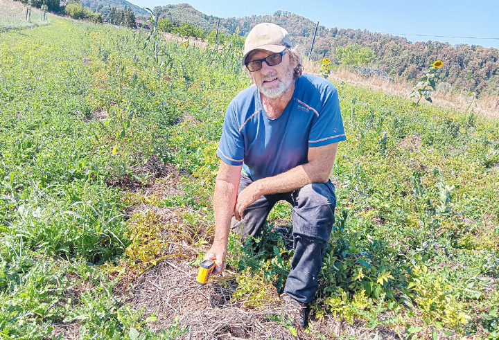 «Mulchen reduziert die Bodentemperatur markant», sagt Dieter Weber, während er die Temperatur auf seinem Kartoffelacker misst.
Bild Elmar Gächter «Mulchen reduziert die Bodentemperatur markant», sagt Dieter Weber, während er die Temperatur auf seinem Kartoffelacker misst.
Bild Elmar Gächter