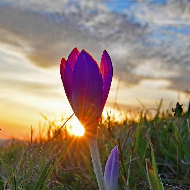 «Es herbschtelet»,zeigt der Krokus, den Franz aus Bretzwil bei Sonnenuntergang abgelichtet hat.