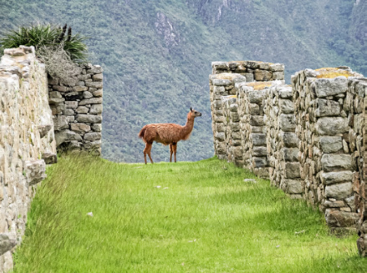 Spanischkenntnisse helfen auf Reisen, etwa zum Machu Picchu. Bild zvg Spanischkenntnisse helfen auf Reisen, etwa zum Machu Picchu. Bild zvg