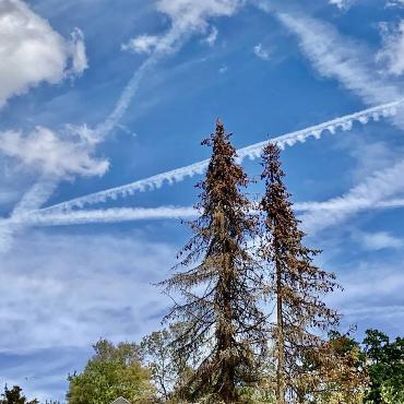 Karl Hofstätter hält Spuren des Klimawandels in Häfelfingen fest: Verdorrte Nadelbäume und Luftverschmutzung.