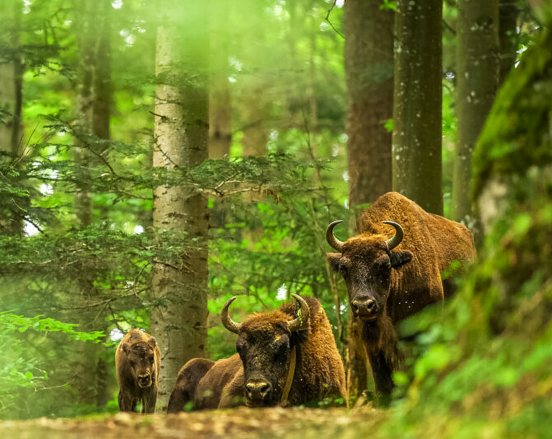 Wisent-Stier verletzt Ranger - Das Bild wird blockiert. – Möglicherweise durch einen aktiven Adblocker.