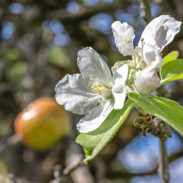 Ende August (30.08.2026): «Frühlingsblüte» nach Hitze und Trockenheit - am Gravensteinerbaum auf dem Wildenstein/Bubendorf hängen Früchte, neue Blätter und Blüten nebeneinander. Können wir zukünftig gleich zwei Ernten im Jahr einbringen?