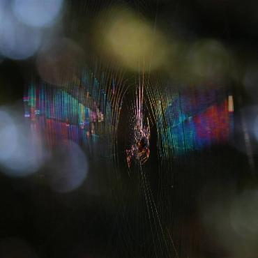 Der Gelterkinder Satrugan Buser fängt ein regenbogenfarbig schimmerndes Spinnennetz im Licht der Morgensonne ein.