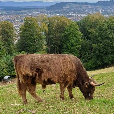Auf dem Gurten trifft Fritz Häuselmann aus Gelterkinden auf einen schönen Ausblick - und auf ein langhaariges Rind.
