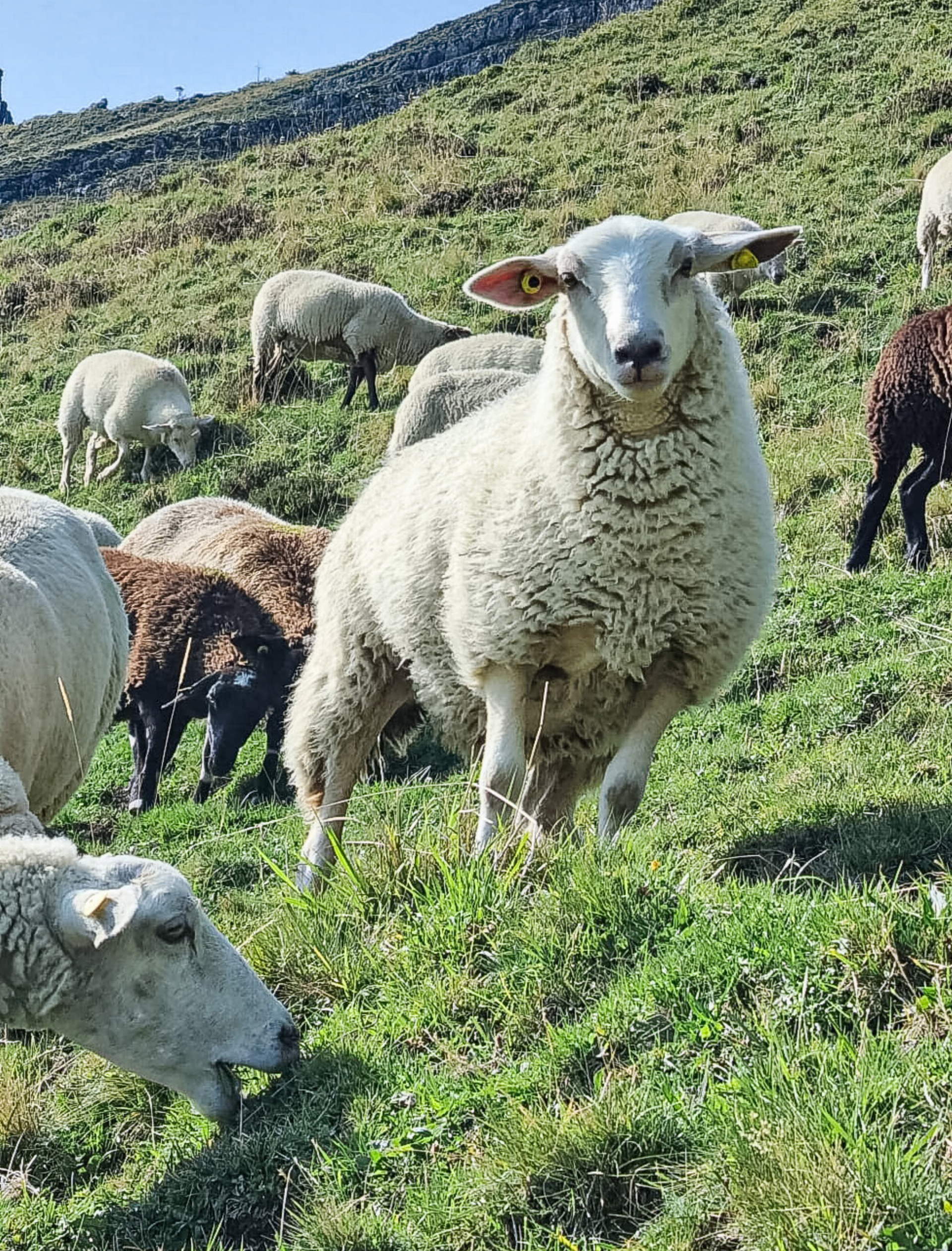 Das Futter bleibt knapp - Das Bild wird blockiert. – Möglicherweise durch einen aktiven Adblocker.