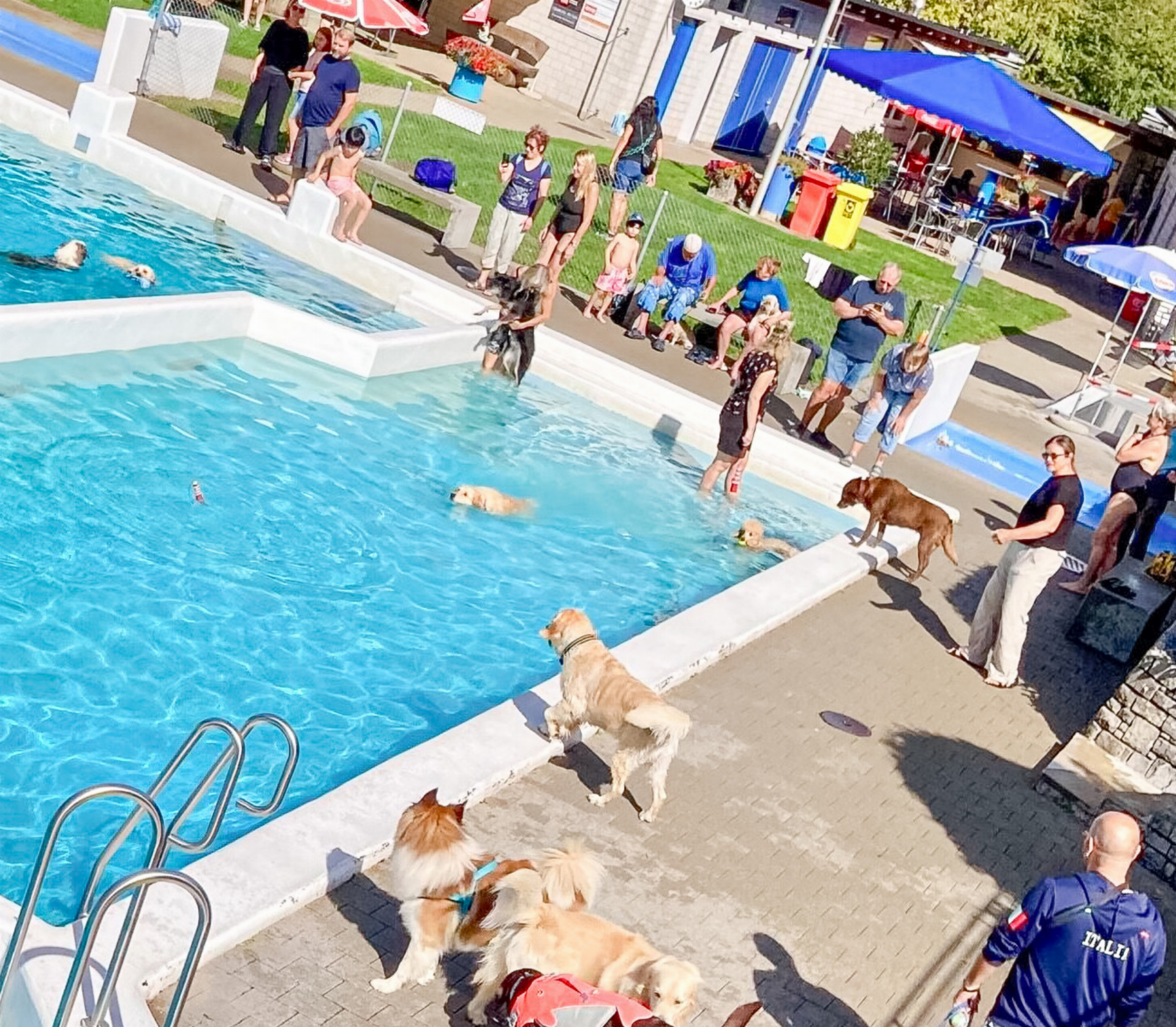 120 Hunde erobern das «Schwimmbi» - Das Bild wird blockiert. – Möglicherweise durch einen aktiven Adblocker.