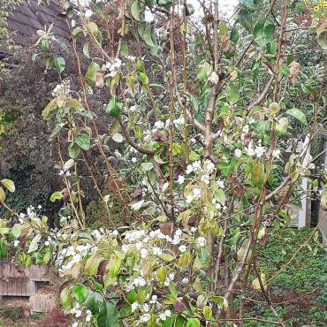Der Birnbaum im Garten von Dora Schiller Tschopp aus Lausen ist in voller Blüte.