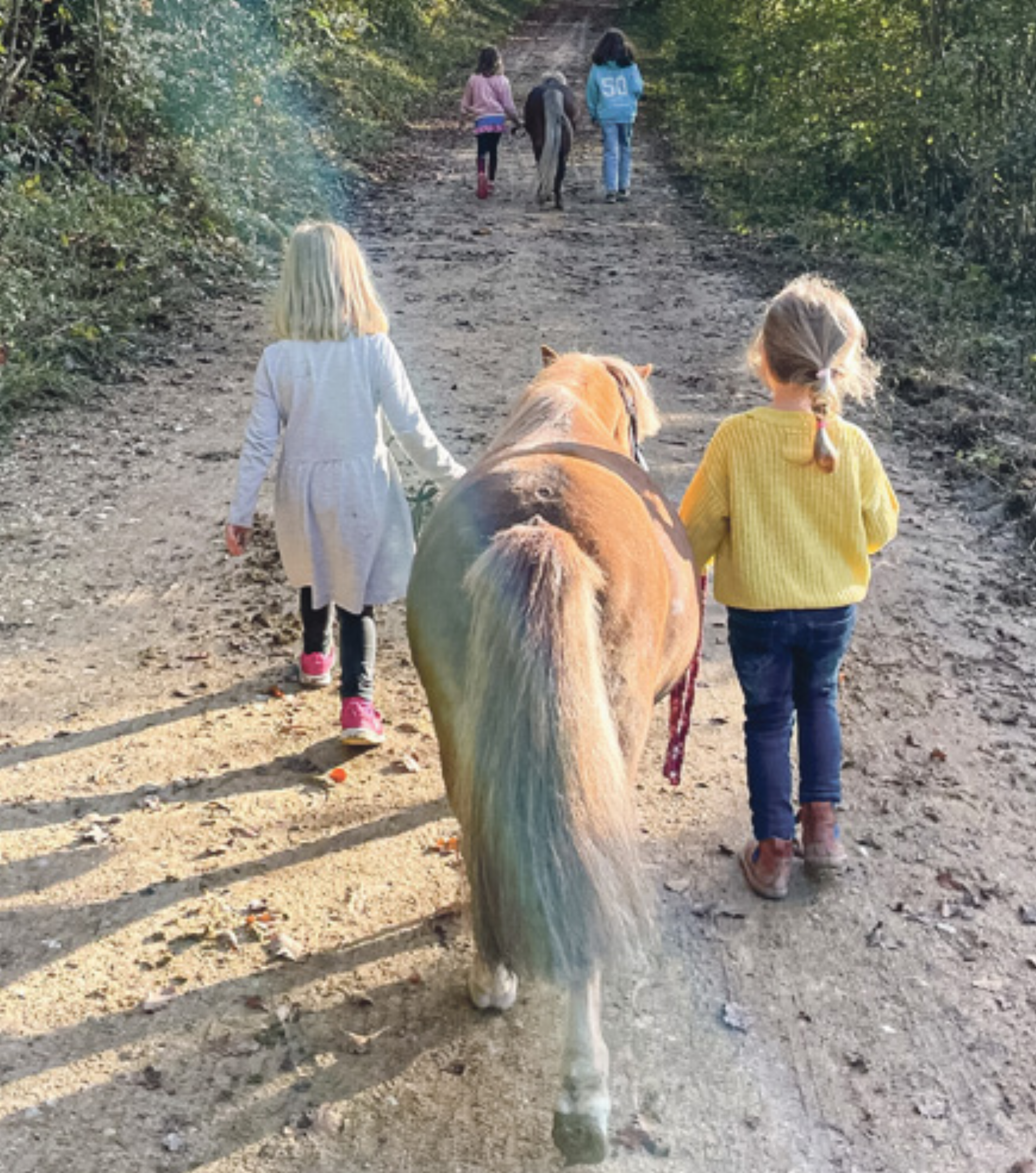Erste Schritte mit Ponys - Das Bild wird blockiert. – Möglicherweise durch einen aktiven Adblocker.
