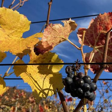 Viel Sonne und schönes Wetter geben ein sehr guter Wein, vermerkt Ivo Schädler aus Läufelfingen. 