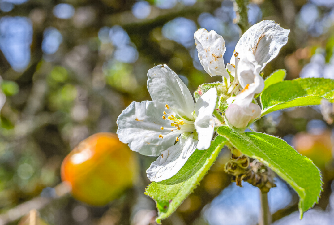 Ist der Baum gestresst, gerät sein Hormonhaushalt durcheinander und es kann zur zweiten Blüte kommen. Bild Andi Wyss Ist der Baum gestresst, gerät sein Hormonhaushalt durcheinander und es kann zur zweiten Blüte kommen. Bild Andi Wyss