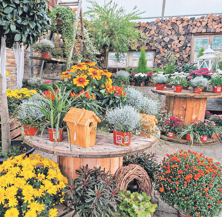 Herbstliche Pflanzenvielfalt in der Rohrer Gärtnerei AG in Wegenstetten.     Bild zvg