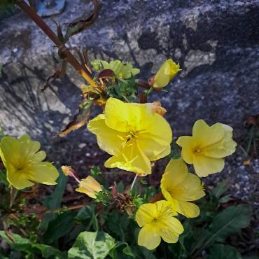 Der Gelterkinder Fritz Häuselmann entdeckt diese leuchtenden Blumen am Wegrand.   