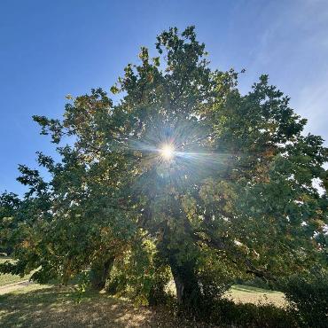 Auf einer Herbstwanderung über den Wildenstein fängt der Oberdörfer Eugen Schwarz die Stimmung auf.