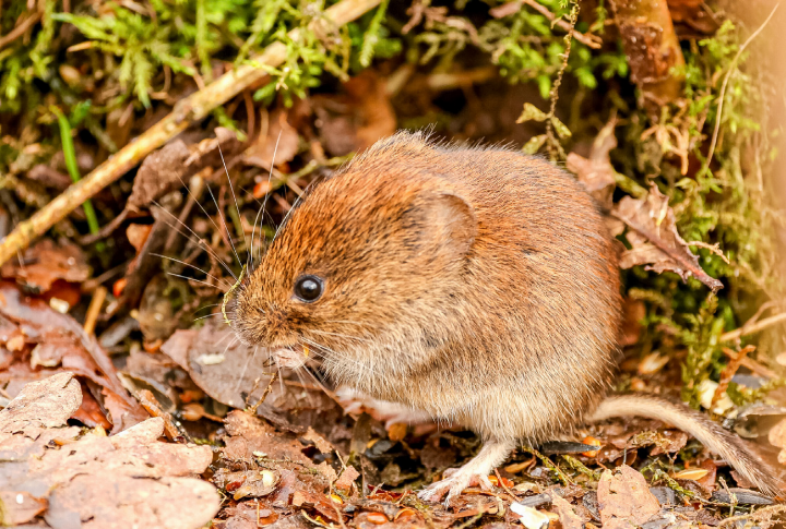 Nicht überall gern gesehen: Wühlmäuse können für Landwirtinnen und Landwirte zur Plage werden. Bild Pixabay Nicht überall gern gesehen: Wühlmäuse können für Landwirtinnen und Landwirte zur Plage werden. Bild Pixabay