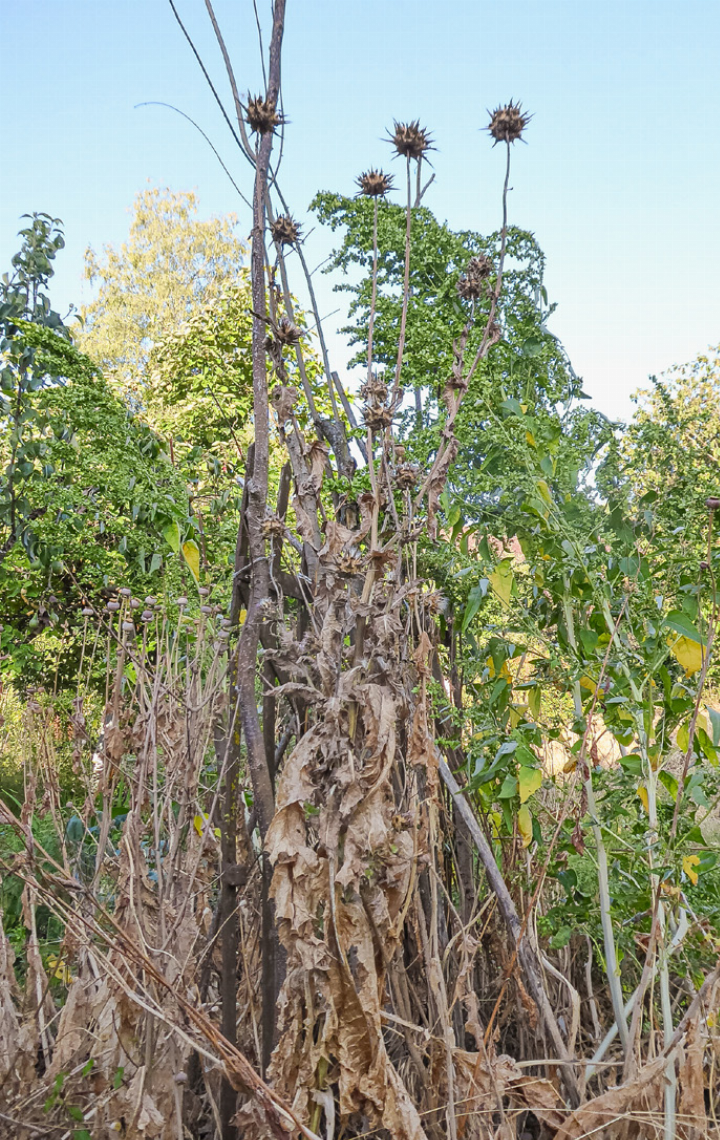 Die Gartenmelde bleibt ohne Bewässerung grün,
während viele andere Pflanzen verdorren.
Bild Heinz Döbeli Die Gartenmelde bleibt ohne Bewässerung grün,
während viele andere Pflanzen verdorren.
Bild Heinz Döbeli