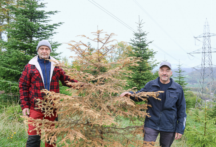 Die Bürgerräte Daniel Speiser (links) und Matthias Häfelfinger mit einem verdorrten Weihnachtsbaum. Bild Fiona Findlay Die Bürgerräte Daniel Speiser (links) und Matthias Häfelfinger mit einem verdorrten Weihnachtsbaum. Bild Fiona Findlay