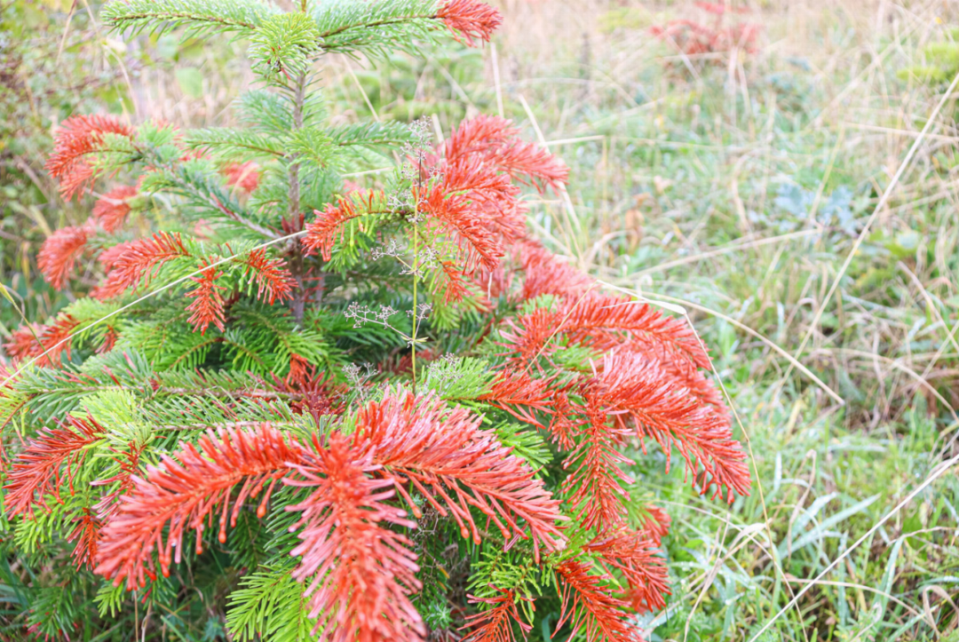 Braune Nadeln statt grüne Zweige: Besonders Jungpflanzen haben unter der Trockenheit gelitten. Bild Fiona Findlay Braune Nadeln statt grüne Zweige: Besonders Jungpflanzen haben unter der Trockenheit gelitten. Bild Fiona Findlay