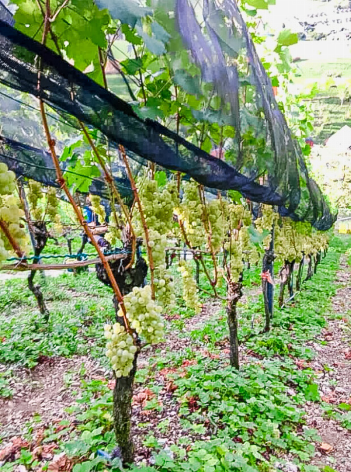 «Locher Weine» bewirtschaftet heute die meisten Reben in Arisdorf.
Bild zvg / Locher Weine