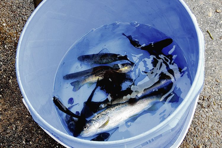 Fischsterben bei Bennwil wegen Swimmingpool-Wasser - Das Bild wird blockiert. – Möglicherweise durch einen aktiven Adblocker.