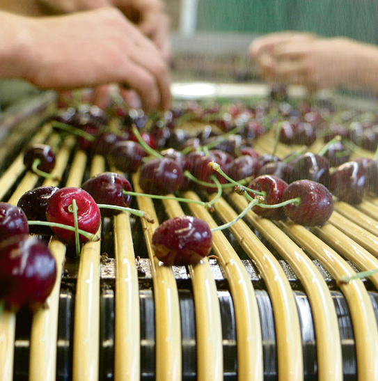 Kirschessigfliege als Spielverderber - Das Bild wird blockiert. – Möglicherweise durch einen aktiven Adblocker.