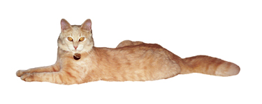 Kater in Rothenfluh mit Schrot beschossen - Das Bild wird blockiert. – Möglicherweise durch einen aktiven Adblocker.