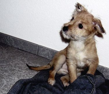 Kleiner Hund in Kälte entlaufen - Das Bild wird blockiert. – Möglicherweise durch einen aktiven Adblocker.