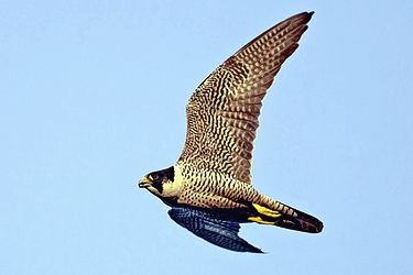 Der Wanderfalke ist im Steigflug - Das Bild wird blockiert. – Möglicherweise durch einen aktiven Adblocker.