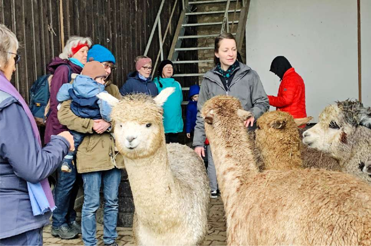 Besuch bei den Alpakas
