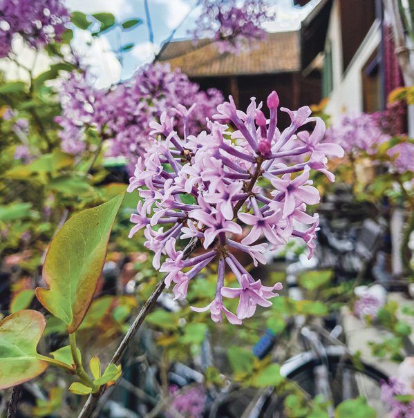 «Ein Flieder hat schon die ersten Blüten hervorgebracht», schreibt Günter Schiller aus Lausen.