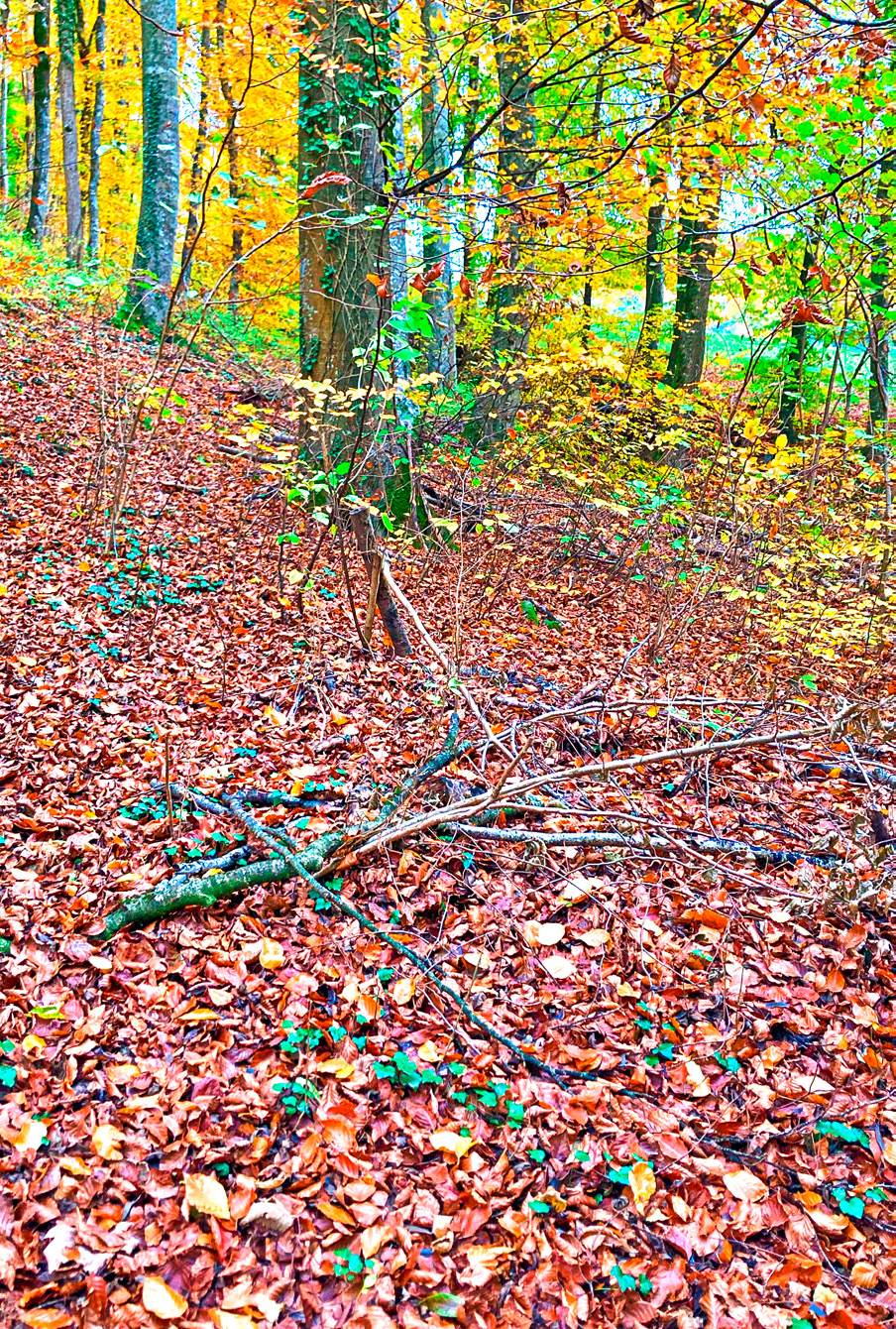 Cheminéeholz vom Waldboden