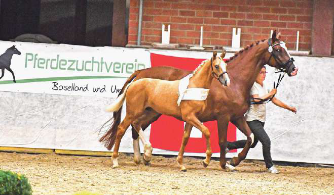 Spring- und Dressurpferde von morgen