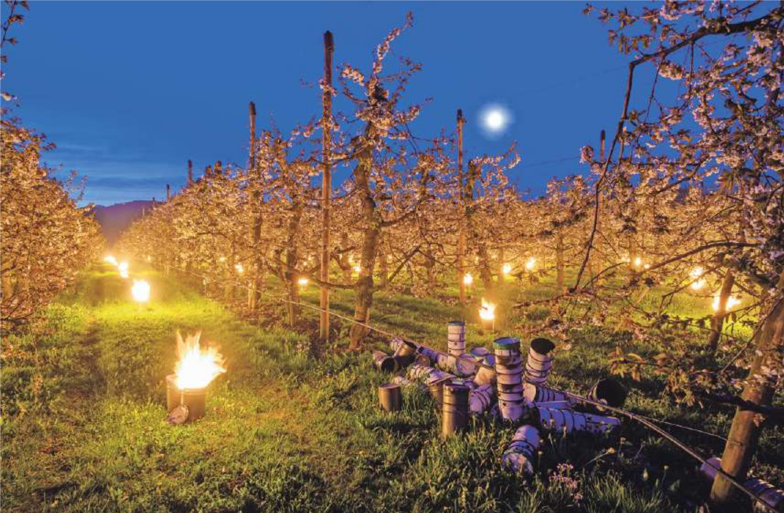 Obstbauern in Alarm bereitschaft