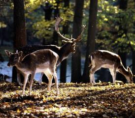 Entscheid zur Nusshöfer Jagdpacht vertagt